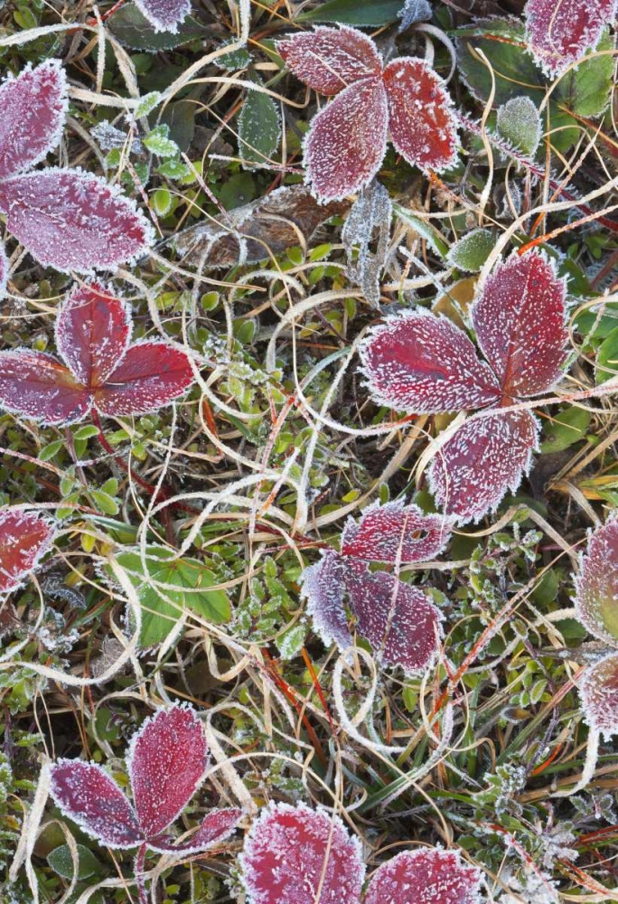 Canada, Quebec Frost-covered strawberry leaves art print by Gilles Delisle for $57.95 CAD